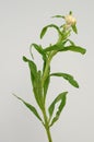 Helichrysum Straw flower bloomingÃÂ on white background Royalty Free Stock Photo